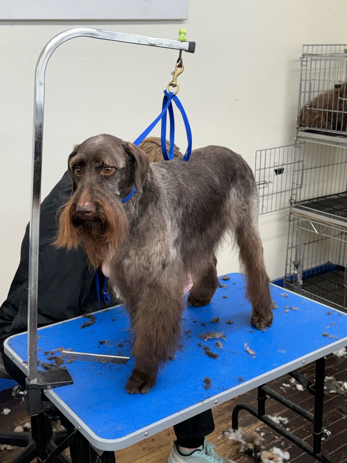 Wire-coated dog with a full beard during a groom